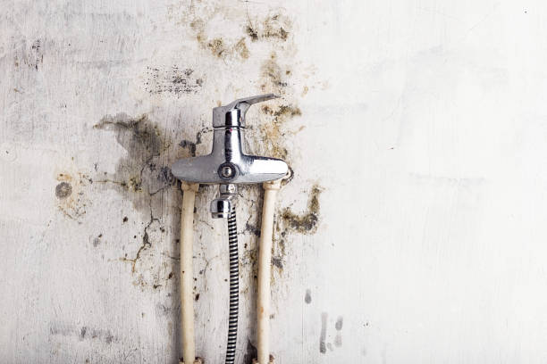 Best Fast Mold Removal  in Pearl River, LA