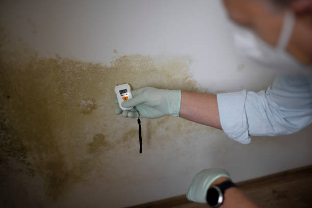 Attic Mold Removal in Pearl River, LA