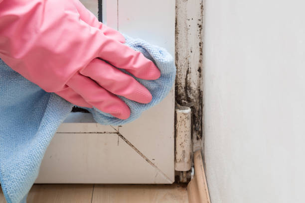 Mold Removal and Inspection in Pearl River, LA