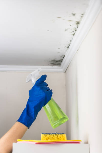 Certified Mold Removal in Pearl River, LA